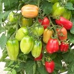 Tomato: San Marzano F1