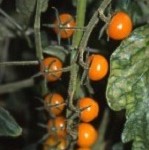 Tomato: Sun Gold F1