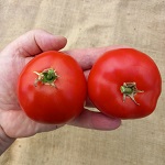 Tomato: Legend plug plant
