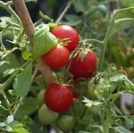 Tomato: Maskotka plug plant