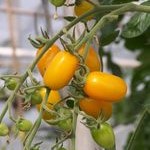 Tomato: Golden Santa F1 (Golden Sweet)