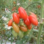Tomato: Floridity F1