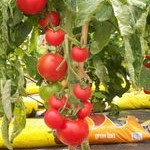 Tomato: Sparta F1 plug plant