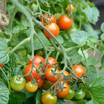 Tomato: Losetto F1