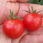 Tomato: Picolino F1