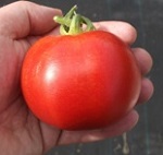 Tomato: Cristal F1