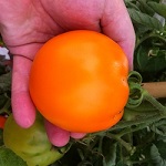 Yellow and Orange Tomato plug plants