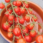 Tomato: Sweet Aperitif 