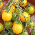 Tomato: Yellow Mimi F1 plug plant