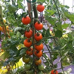 Tomato: Orange Paruche F1 plug plant