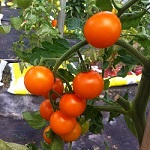 Tomato: Orange Wellington F1