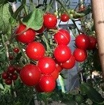 Tomato: Cherry Baby F1