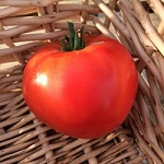 Tomato: Fordhook Early  F1 (Early Pick)