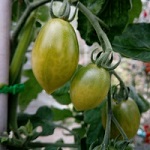 Tomato: Green Envy