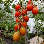 Tomato: Tutti Frutti F1