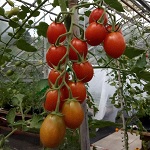 Tomato: Garnet