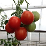 Tomato: Early Love