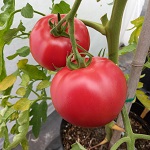 Tomato: Honeymoon F1 plug plant