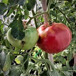 Tomato: Rosa de Barbastro