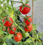 Tomato: Cerise