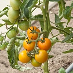 Tomato: Merrygold F1 plug plant