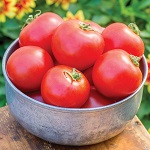 Tomato: Crimson Crush F1