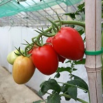 Tomato: Nagina  F1