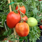Tomato: Super Mama F1