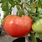 Tomato: Rose Crush plug plant