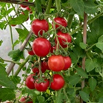 Tomato: Chadwick Cherry