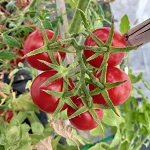 Tomato: Primabella