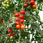Tomato: Bauna F1 plug plant