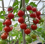 Tomato: Crokini F1