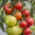 Tomato: Rozalina Rossa