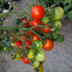 Tomato: Carol Passion F1 seeds