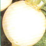 Turnip: Snowball