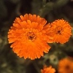 Pot Marigold