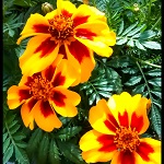 French Marigold: Naughty Marietta