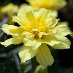 French Marigold: Alumia Vanilla seeds