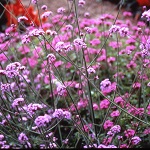 Verbena: Bonariensis