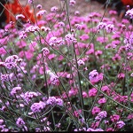 Verbena: Bonariensis