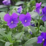 Viola: Penny Blue F1