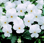 Viola: Penny White F1