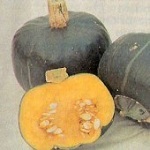 Winter Squash: Buttercup