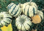 Winter Squash: Sweet Dumpling