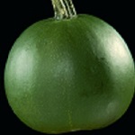 Winter Squash: Little Gem