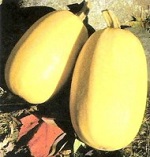 Winter Squash: Spaghetti Squash