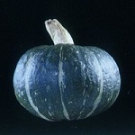 Winter Squash: Kabocha F1