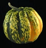 Winter Squash: Harlequin