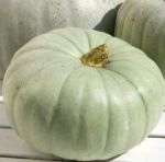 Winter Squash: Bush Baby